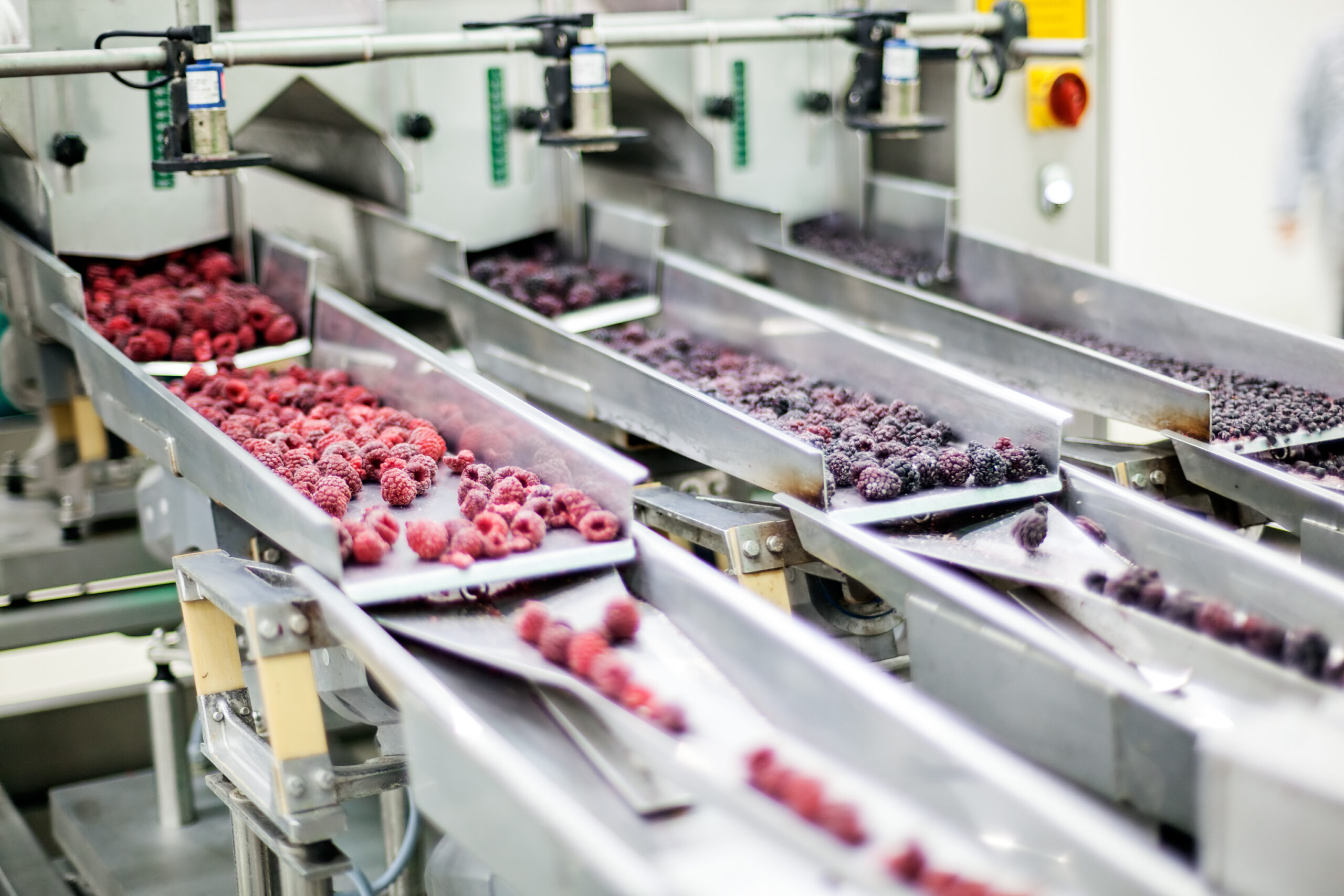 Frozen red raspberries in Sorting and Processing Machines