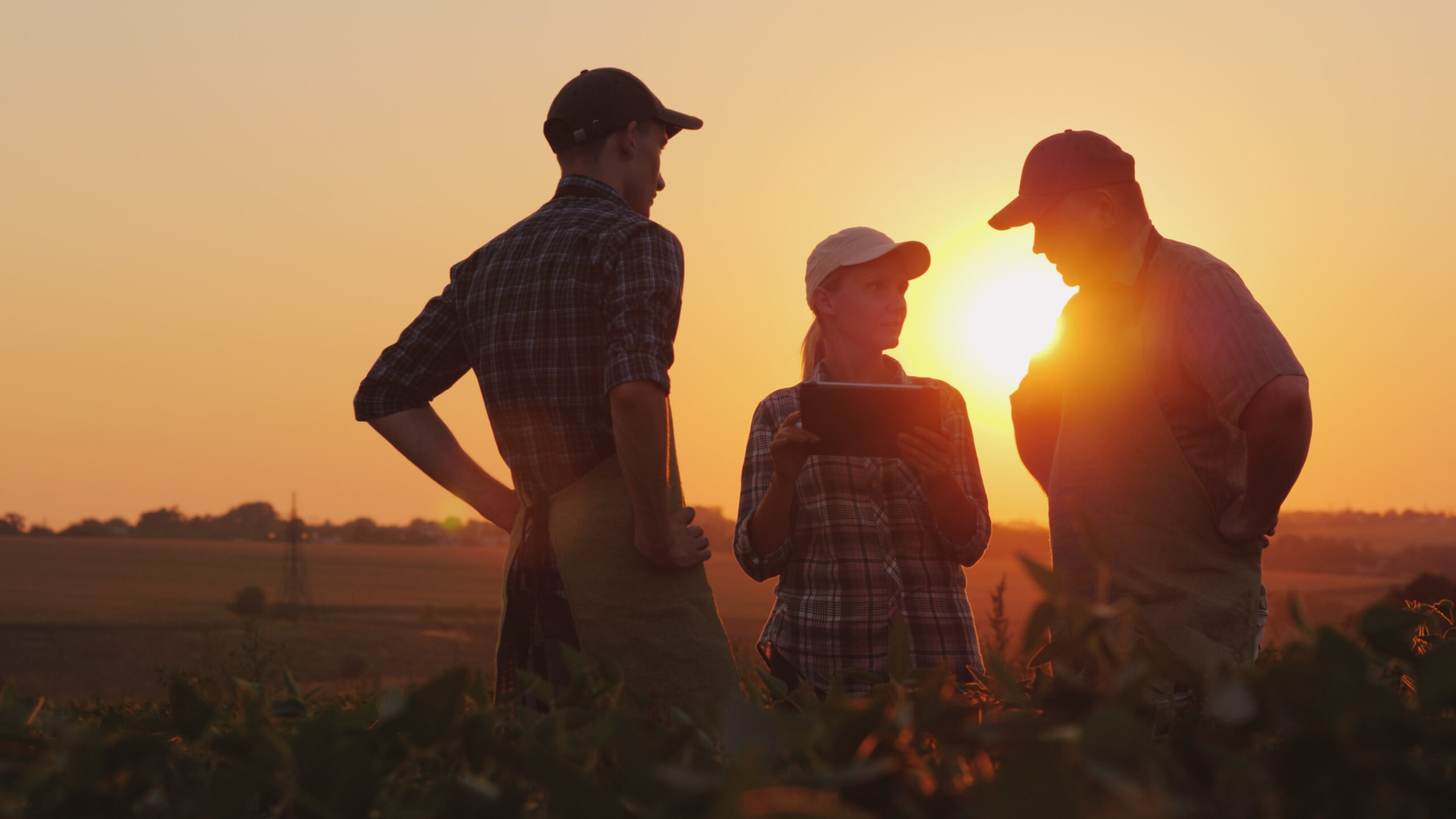 A group of farmers are discussing in the field, using a device